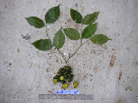 Millettia pinnata image