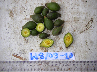 Millettia pinnata image