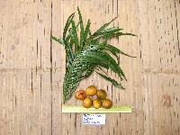 Cycas circinalis image
