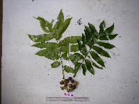 Dracontomelon dao image