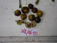 Dracontomelon dao image