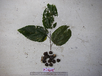 Gigasiphon schlechteri image
