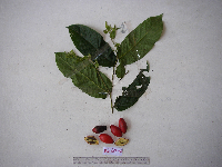 Phyllanthus clamboides image