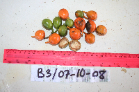 Macrococculus pomiferus image