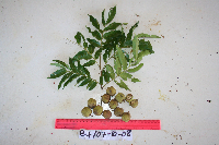 Tristiropsis acutangula image