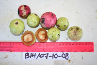 Thumbnail image of current specimen