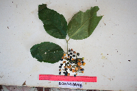 Kibara coriacea image