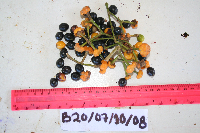 Kibara coriacea image