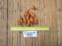 Myristica filipes image