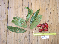Chisocheton longistipitatus image