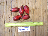 Chisocheton longistipitatus image