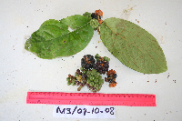 Kibara coriacea image