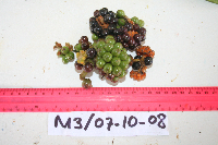 Kibara coriacea image