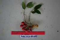 Garcinia assugu image