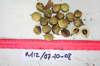 Tristiropsis acutangula image