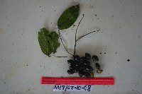 Image of Cryptocarya ainikini
