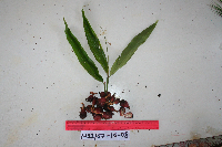 Meistera aculeata image