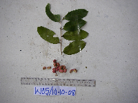 Phyllanthus clamboides image