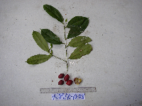 Cryptocarya laevigata image