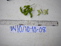 Tabernaemontana pandacaqui image