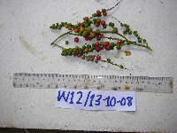 Cordyline fruticosa image