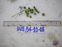 Mallotus philippensis image