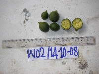 Xanthophyllum papuanum image