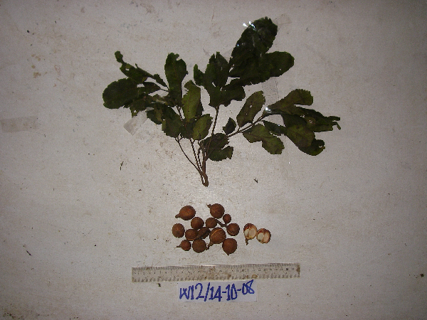 Aglaia silvestris image