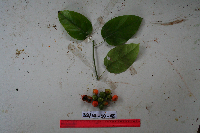 Macrococculus pomiferus image