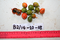 Macrococculus pomiferus image