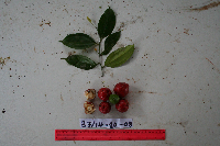 Cryptocarya laevigata image