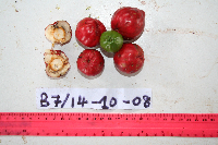 Cryptocarya laevigata image