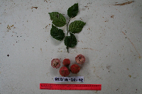 Lycianthes impar image