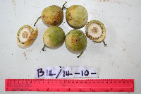 Chlaenandra ovata image