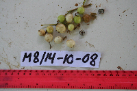 Donax canniformis image