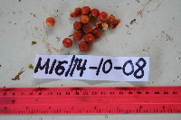 Dracaena angustifolia image