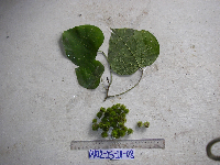 Macaranga ducis image