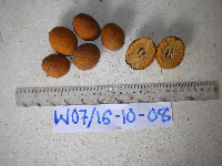 Microcos grandiflora image