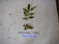 Tristiropsis acutangula image