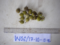 Tristiropsis acutangula image