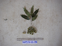 Gymnacranthera farquhariana var. zippeliana image