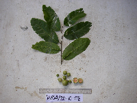 Merrilliodendron megacarpum image