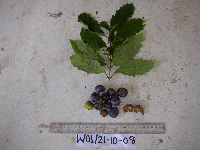 Gmelina moluccana image