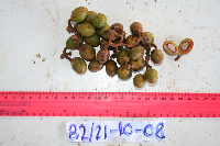 Gymnacranthera farquhariana var. zippeliana image