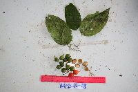 Macrococculus pomiferus image