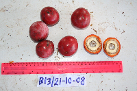 Chlaenandra ovata image