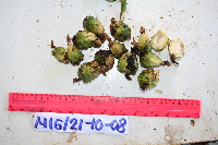 Meistera aculeata image