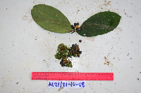 Kibara coriacea image