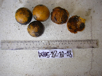 Tinospora dissitiflora image