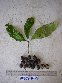 Tetrastigma maluense image